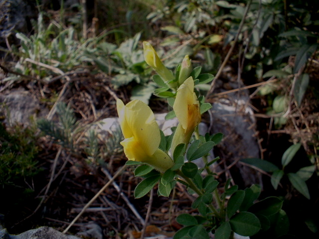 Cytisus hirsutus / Citiso peloso